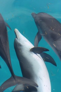 Dolphins