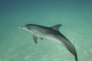 Bottlenose dolphin