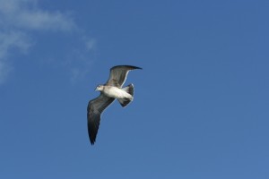 seabird