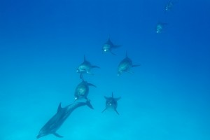 A pod of dolphins swim by